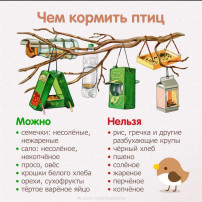 Покормите птиц зимой Покормите птиц зимой.