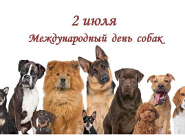 День собак День собак.